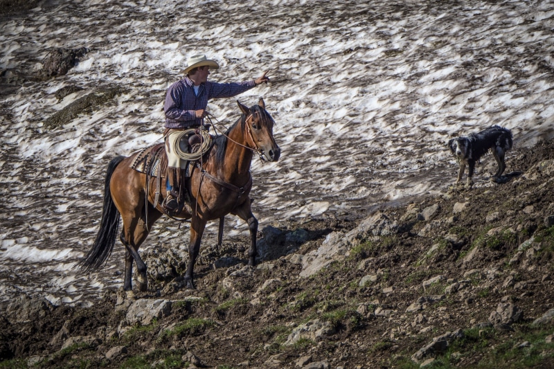 vertebrate, rider, horse, hat, man, west, dog, nature, horseback, real people, leisure activity, rope, working, male, equestrian, domestic animals, livestock