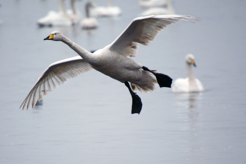 Schwan, body, north west, northern england, europe, Cygnus cygnus, webbed, birder, great britain, gray, biota, fauna, daytime, water, Anatidae, natural