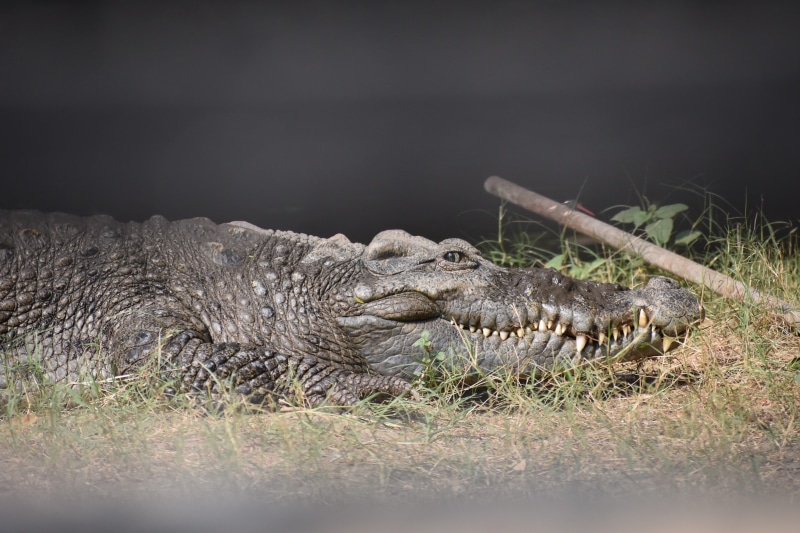 animal teeth, plant, cartoon, wildlife, trap, tourism, grass, cayman, claws, boss, america, communication, bill, one animal, big, animal themes, smiling