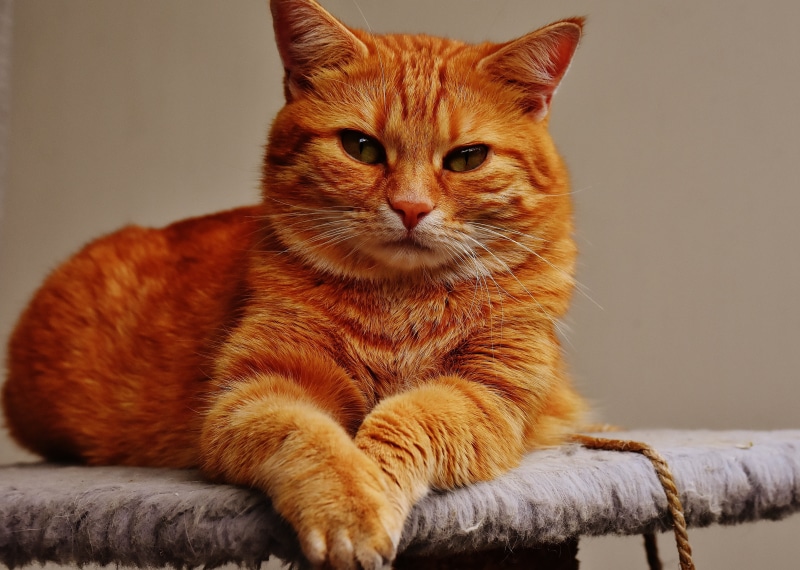 tabby, cat face, red, feline, 4K, cute, sitting, no people, ginger cat, mammal, gray, vertebrate, domestic Cat, mackerel, domestic Animals, domestic, one animal