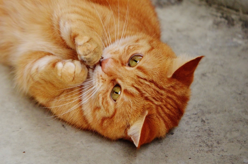 cat face, animal head, ginger cat, kitten, flooring, fur, close-up, tiger, adidas, domestic cat, red, tabby, lying down, no people, orange color, whisker