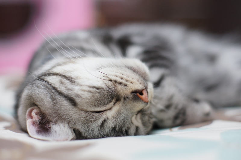 猫, domestic Animals, japanese, 4K, gray, sony, japan, looking, beautiful, animal, cute, pet  animal, domestic Cat, mammal, white, cat, kitten, pets