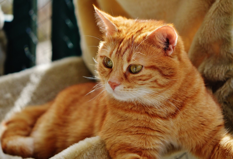 animal, kitten, adidas, mammal, fur, 5K, animal head, tiger, feline, focus on foreground, tabby, vertebrate, ginger cat, cuddly, red cat, young animal