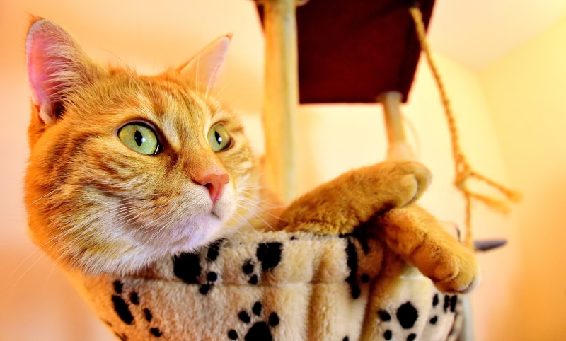 red, domestic, focus on foreground, looking at camera, red mackerel tabby, domestic cat, cute, indoors, fur, sweet, pets, animal world, looking, animal eye