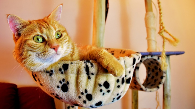 hanging, cute, red, animal world, cuddly, one animal, tree, 4K, domestic animals, fur, looking at camera, indoors, playful, vertebrate, looking, mackerel