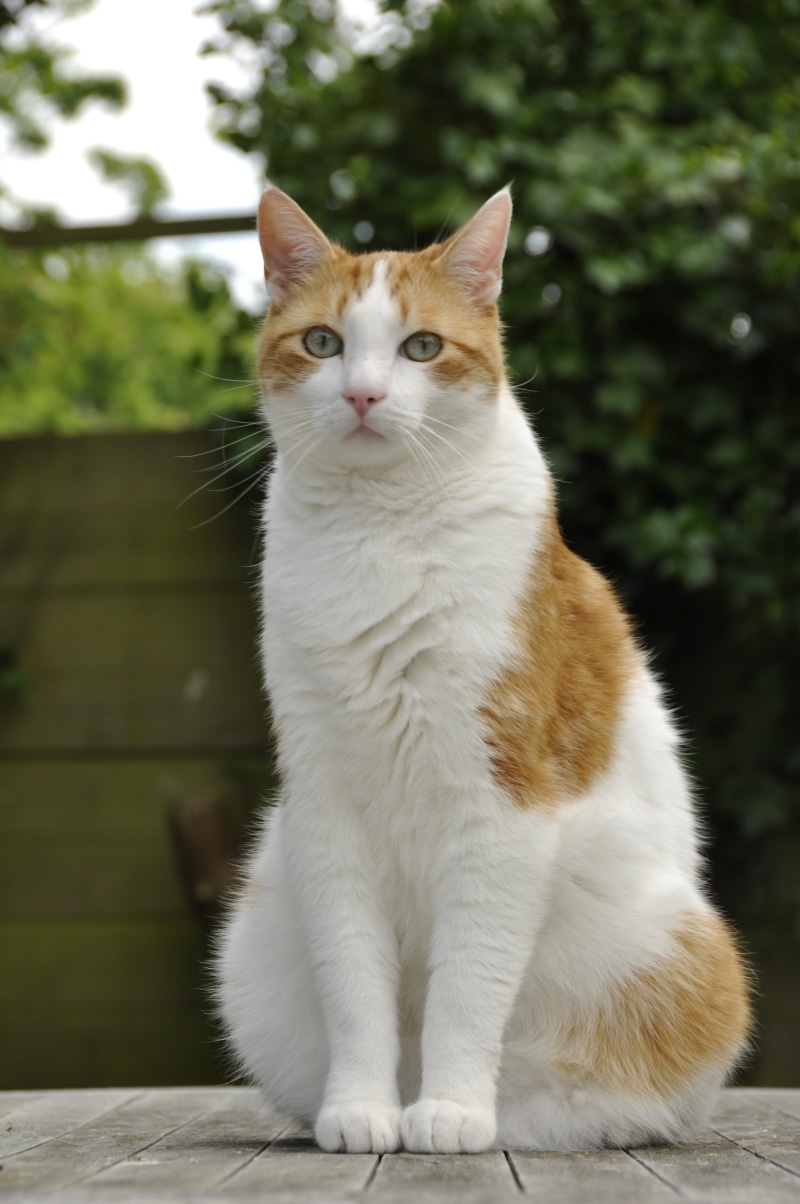 white color, white, domestic animals, gray, domestic, feline, sweet, nice, pet, carnivora, surface, day, gijs, close-up, cat, cats, sitting, domestic cat