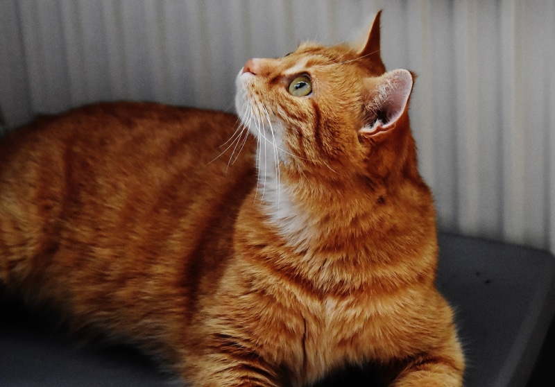 playful, sitting, animal themes, mammal, fur, cat face, selective, mouth open, sweet, focus, whisker, feline, looking up, no people, domestic, animal, cat