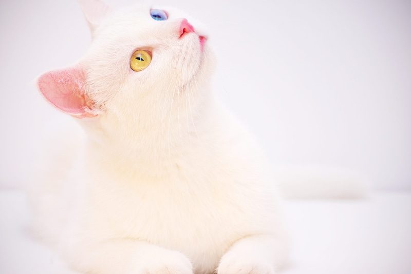portrait, adorable, animal head, close-up, cat, copy space, odd-eyed, sitting, animal, domestic animals, odd, eyes, 5K, breed, eyed, profile view