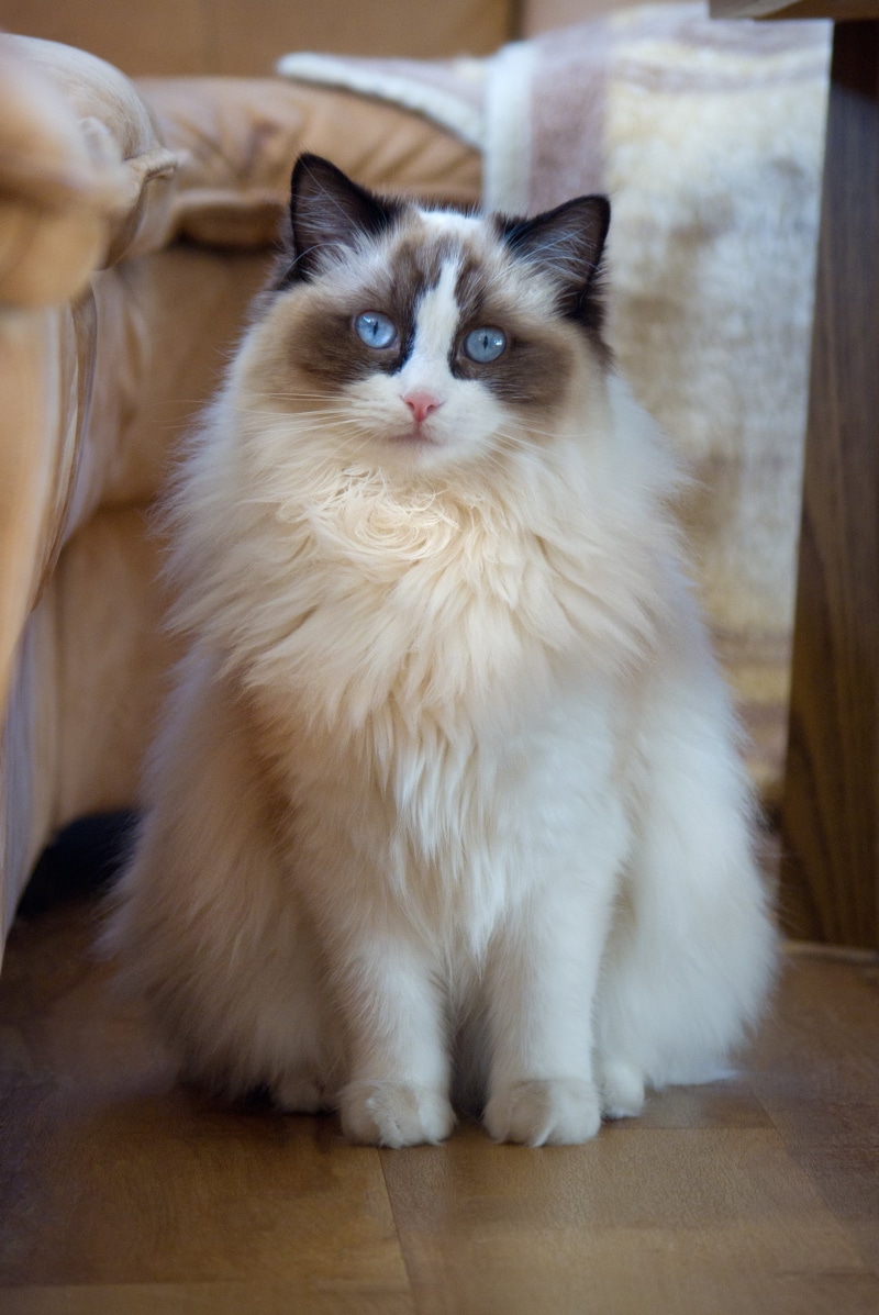 pet, beside, mammal, no people, domestic Cat, sitting, feline, beige, cat, whisker, sweet, one animal, vertebrate, thoroughbred, portrait, animal, ragdoll