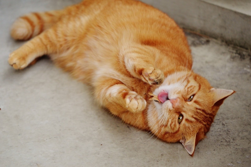 sweet, lying down, feline, red mackerel tabby, adidas, relaxation, mackerel, one animal, vertebrate, portrait, 1080P, funny, mammal, cat, ginger cat, domestic