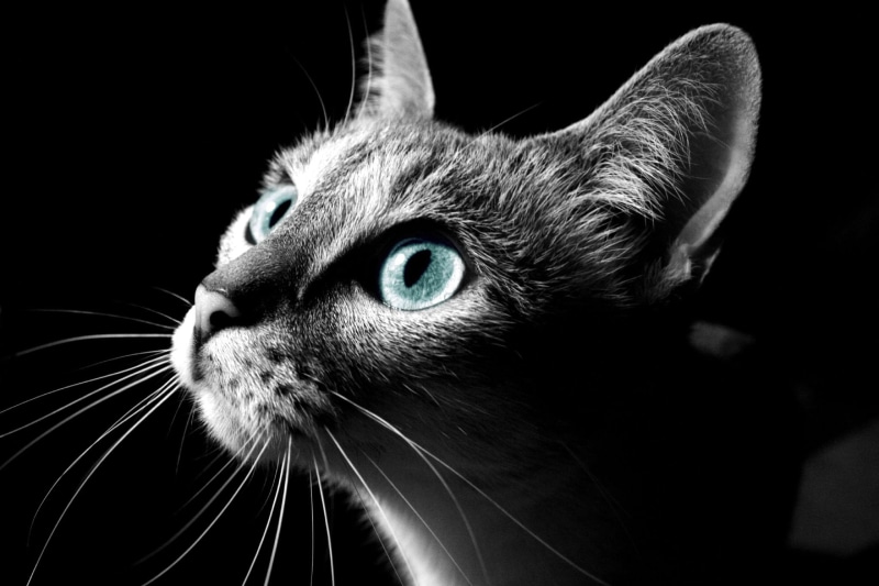 s, animal Eye, domestic Cat, cat, looking, pets, face, photo, gata, feline, bn, gato, animal, mammal, 1080P, cute, black Color