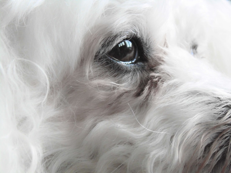 fur, soft, mammal, close-up, reflection, hairstyle, serene, blue, pensive, hair, peaceful, pets, animal, white color, long hair, thoughtful, portrait, no people