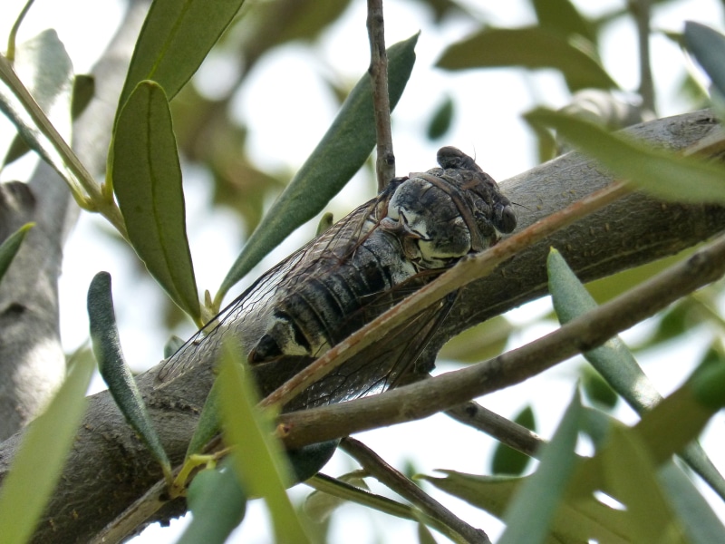 i cicálido, summer cri-cri, nature, Cicada, crayfish, animal themes, lizard, tree, animals in the wild, growth, iguana, animal, day, Olive, leaf, vertebrate