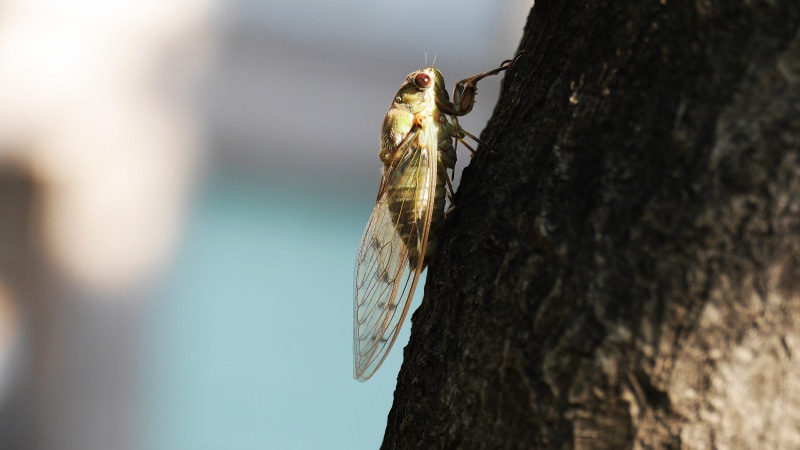 vertebrate, summer, animal wildlife, butterfly - insect, animals in the wild, one animal, plant bark, tree trunk, animal themes, insects, day, invertebrate