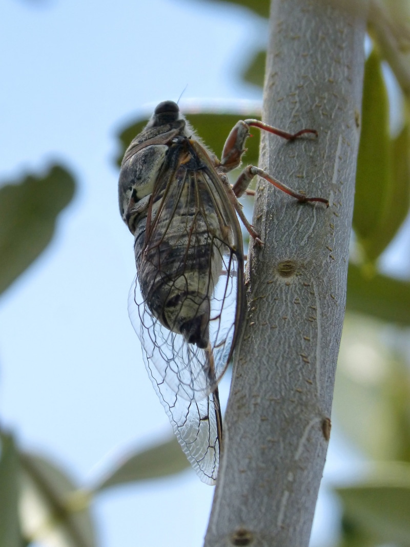 tree, plant, animals in the wild, animal, beauty in nature, insect, 2K, butterfly - insect, day, Olive, sky, no people, animal wing, summer cri-cri, nature