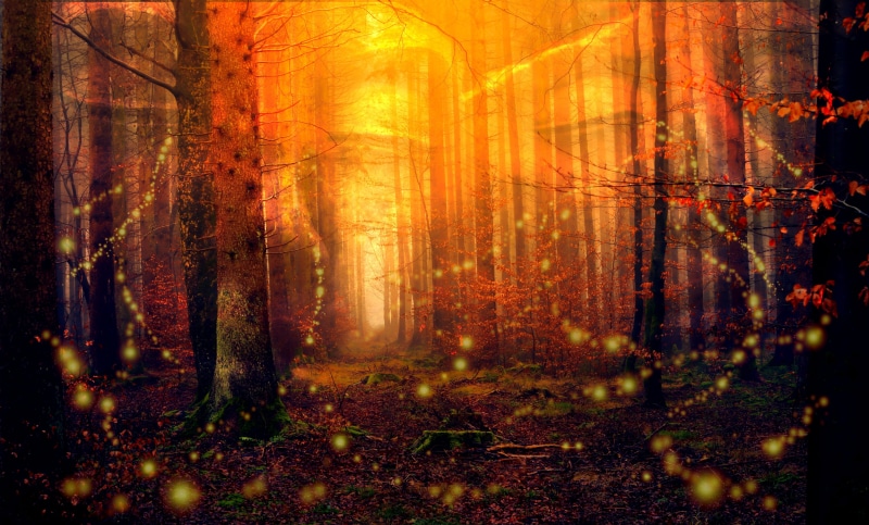 cry, no people, beauty in nature, tree trunk, tear, woodland, eyes of the forest, penumbra, land, tree, landscape, spirit of the forest, sunbeam, nature