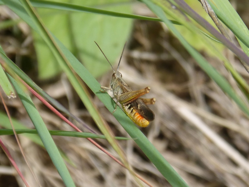 cricket, animal wildlife, cri cri, day, outdoors, nature, plant, no people, invertebrate, beauty in nature, growth, grass, blade of grass, 1080P, summer