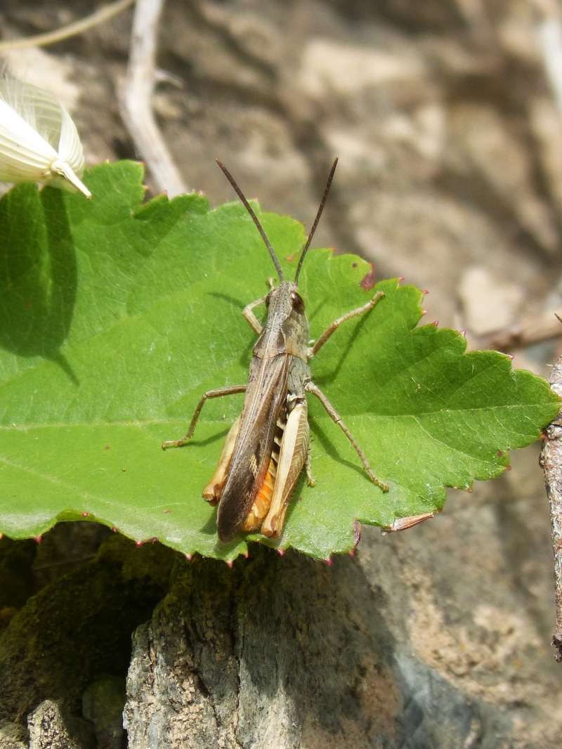 gryllidae, 1080P, outdoors, no people, cri cri, plant part, animal, invertebrate, green color, animals in the wild, animal themes, animal body part, cricket