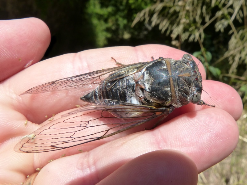animals in the wild, animal wildlife, one person, close-up, human hand, Crayfish, 2K, finger, human body part, i cicádido, human finger, Cicada, real people