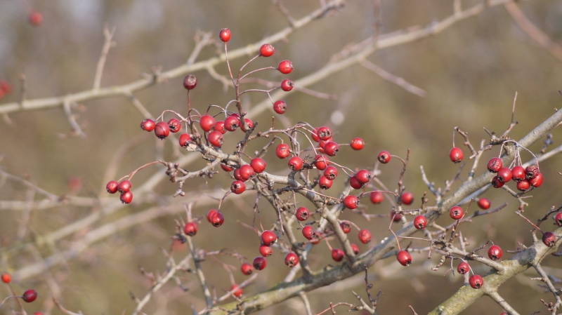 outdoors, rowanberry, day, healthy eating, freshness, growth, the cries of the, no people, fruit, priroda, selective focus, tree, 5K, focus on foreground