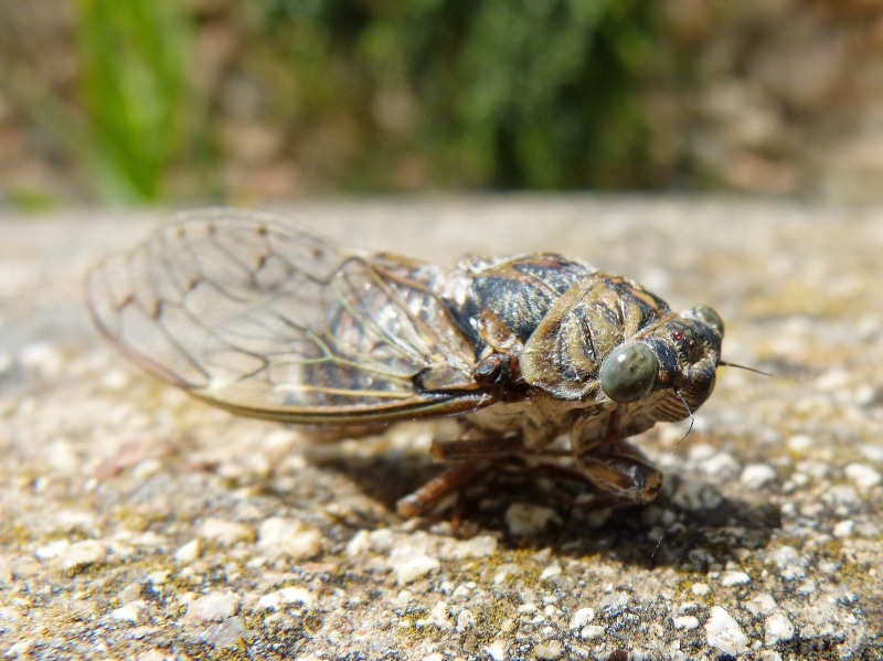 animal behavior, detail, no people, zoology, cicada, insect, outdoors, invertebrate, land, sea, animal wildlife, marine, focus on foreground, 2K, summer cri-cri
