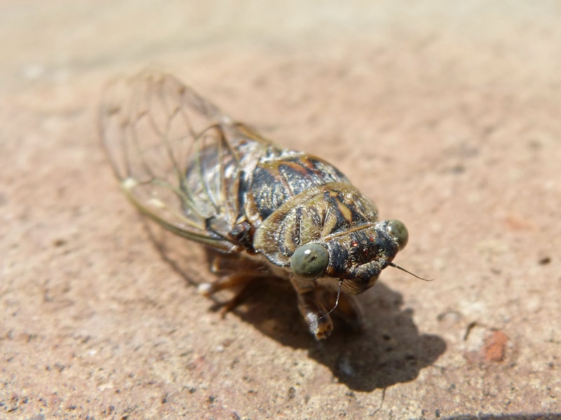land, animal shell, nature, animal themes, no people, sunlight, day, i cicádido, one animal, summer cri-cri, selective focus, focus on foreground, animal wildlife