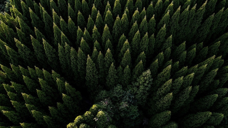 backgrounds, pine family, growth, abundance, day, aerial photography, coniferous tree, evergreen tree, evergreen, lush foliage, 1080P, no people, outdoors