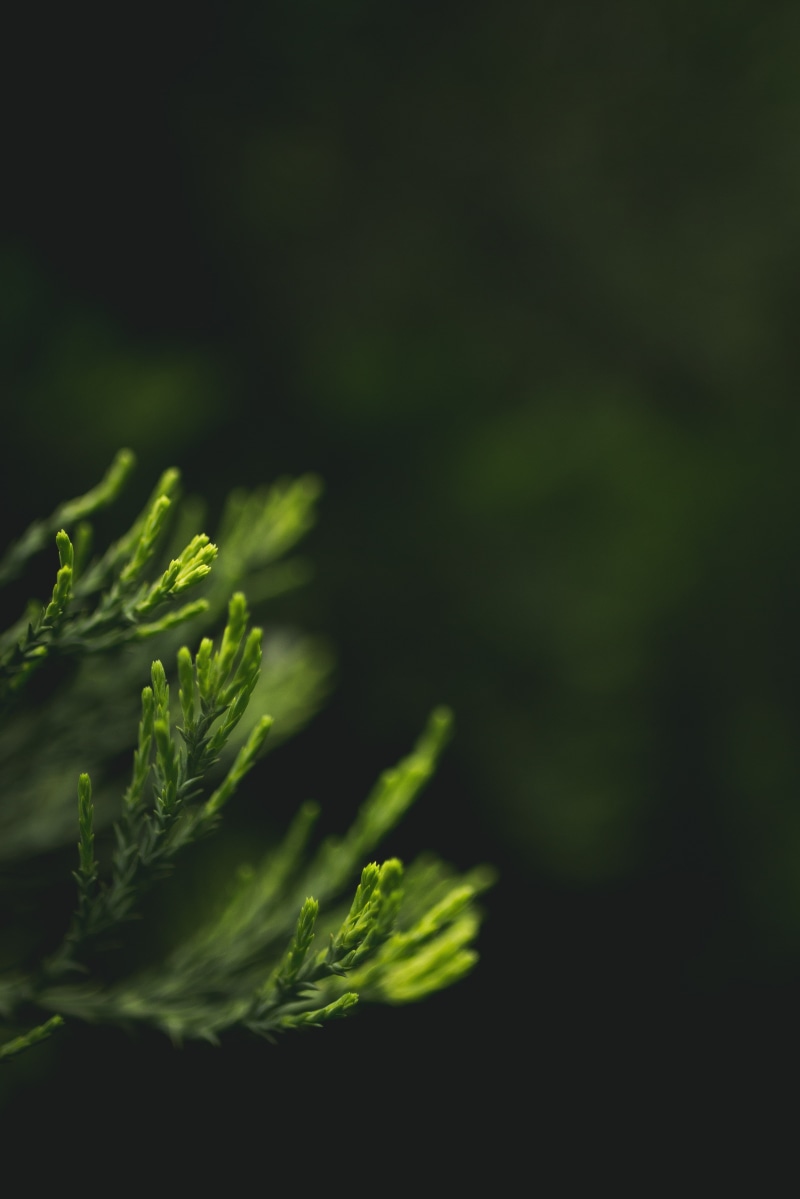 depth of field, conifer, green, macro, foliage, 4K