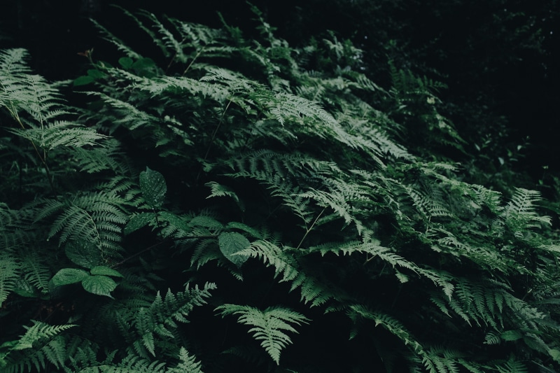 fern, foliage, wood, light, leaf, backgrounds, 5K, conifer, green, green color, outdoors, close-up, evergreen, fern leaves, water, green fern, design