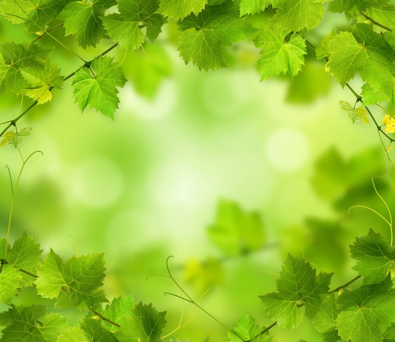 foliage, green, nature, 4k, 5K