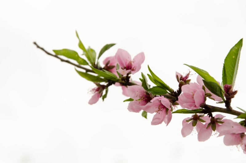 pink color, fragility, freshness, growth, tree, environment, petal, plant, bunch of flowers, beauty in nature, outdoors, branch, pink flowers, springtime