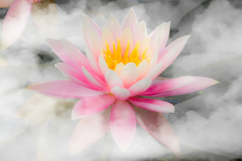 pink color, freshness, lotus water lily, 1080P, flowering plant, beauty in nature, pond, flower head, water lily, bright, fragility, pink, outdoors, growth