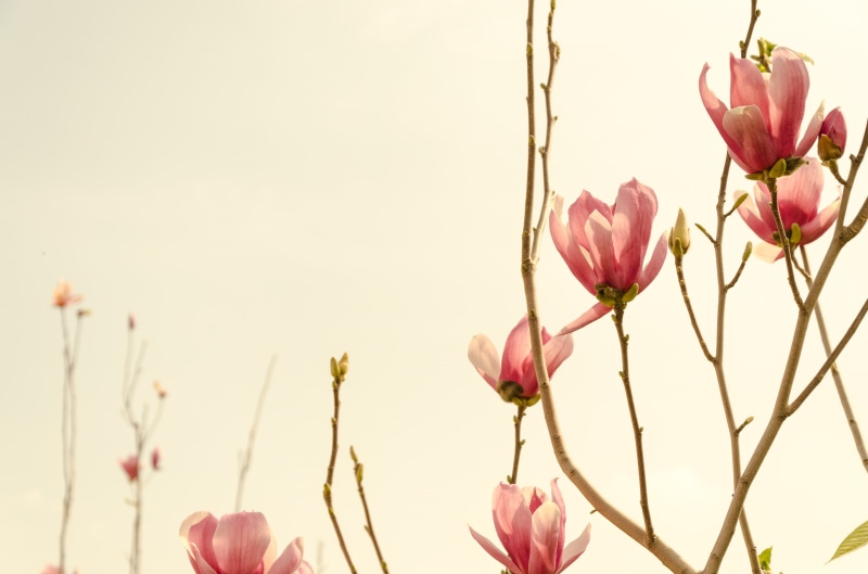 no people, freshness, growth, plant stem, outdoors, nature, flower head, 4K, flower, pink color, sky, focus on foreground, inflorescence, plant, beauty in nature