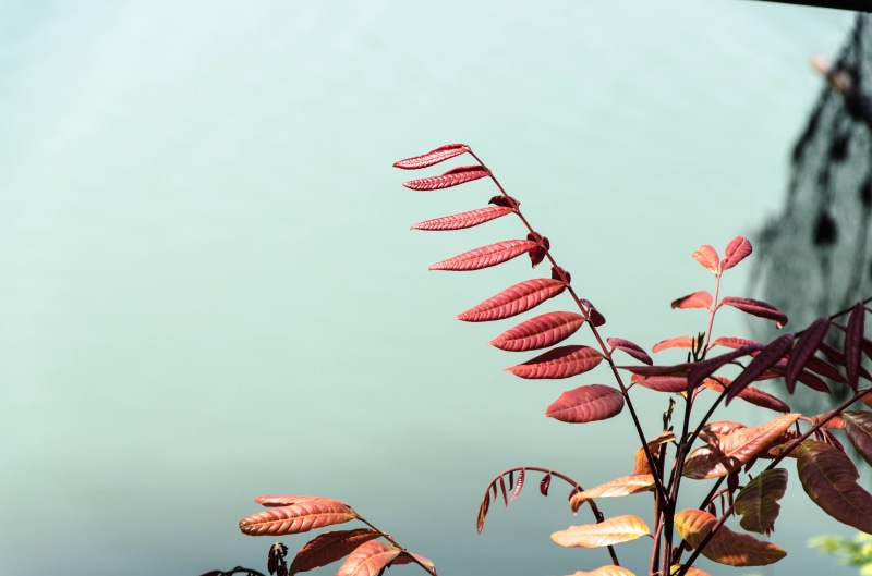 plant, vulnerability, beauty in nature, flower, nature, sky, close-up, outdoors, red, plant part, focus on foreground, environment, fragility, 4K, day