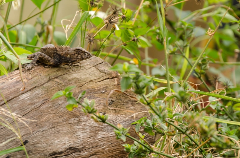 day, close-up, plant, selective focus, no people, animal wildlife, bark, 2K, sunlight, one animal, outdoors, animal, tree trunk, wood, green color, tree