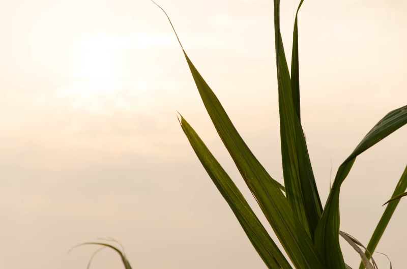 green color, outdoors, blade of grass, plant, stalk, farm, leaf, growth, sunlight, focus on foreground, tranquility, close-up, 4K, crop, no people, freshness