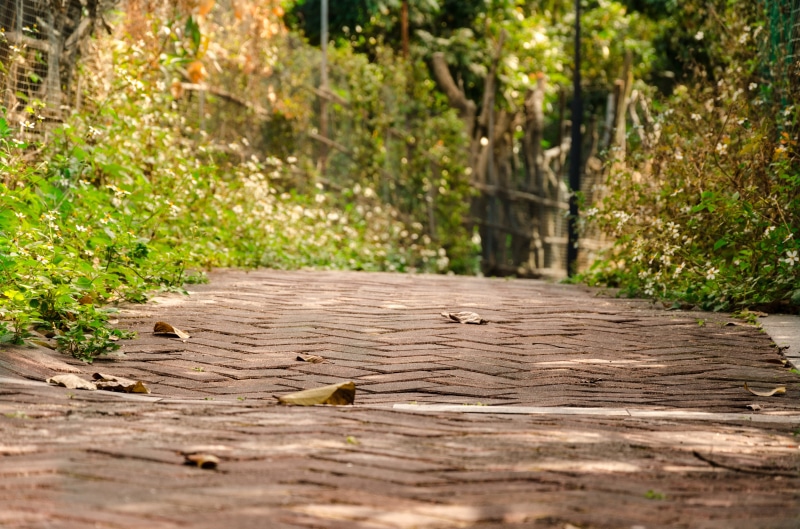 tree, growth, footpath, the way forward, boardwalk, tranquility, selective focus, no people, wood, sunlight, forest, wood - material, landscape, day, outdoors