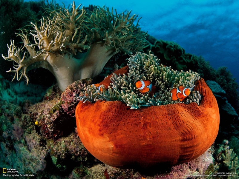 undersea, sea anemones, animal themes, animal wildlife, animals in the wild, orange color, nature, National Geographic, sea life, saltwater fish, water
