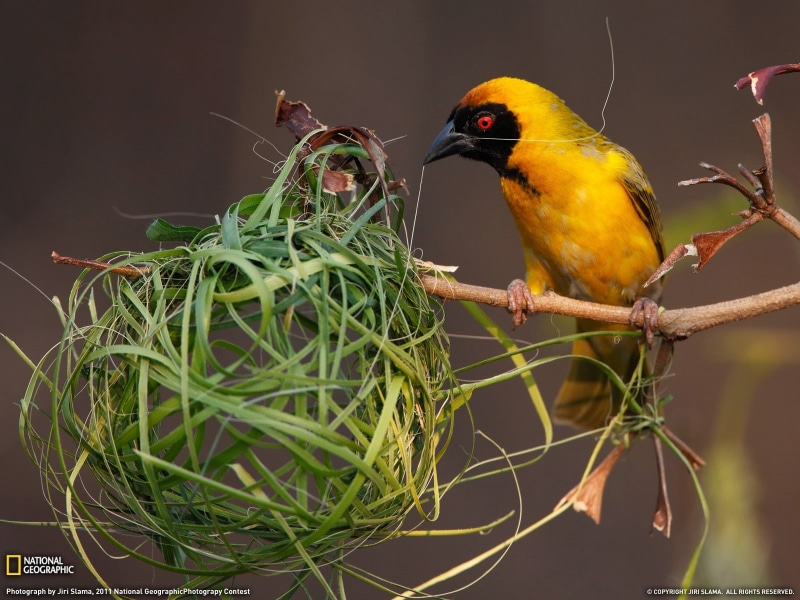 nests, 720P, National Geographic, birds