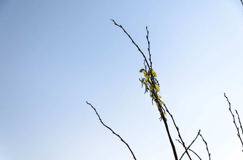 plant, dead plant, plant stem, blue, outdoors, 4K, growth, no people, low angle view, clear sky, sunlight, nature, sky, bare tree, close-up, tree, environment