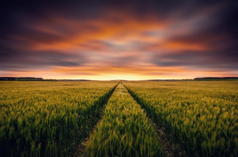 landscape, dramatic sky, plant, luminosity, tranquility, outdoors, vibrant color, green color, environment, agriculture, land, rural scene, cereal plant