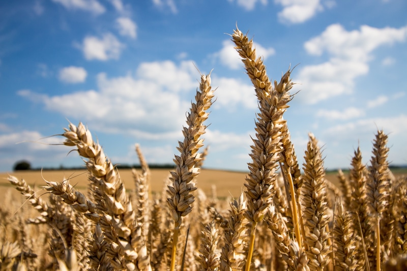 Creative Commons, rural Scene, Canon  EOS  700d, blue, barley, Weizen, Sauerland, yellow, cereal Plant, Wolken, Makro, Outdoor, 5K, Landscape, photography
