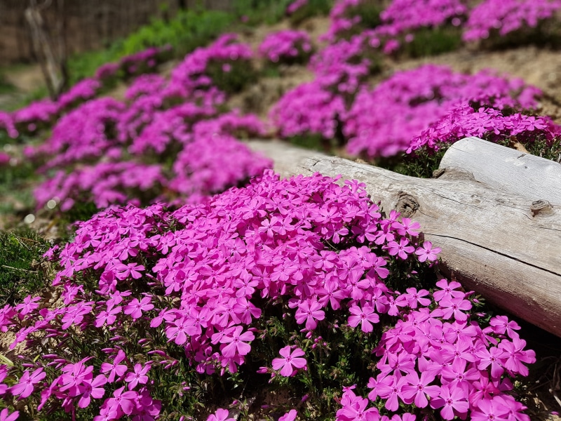 inflorescence, spring, outdoors, flower head, lilac, flower, day, nature, purple, 4K, vulnerability, fragility, flowers, republic of korea, pink color