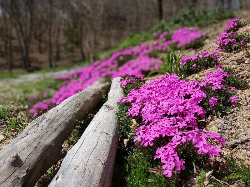 spring flowers, forest, tree trunk, plant, beauty in nature, purple, 4K, land, wood - material, flower, woodland, trunk, spring, springtime, tree, freshness