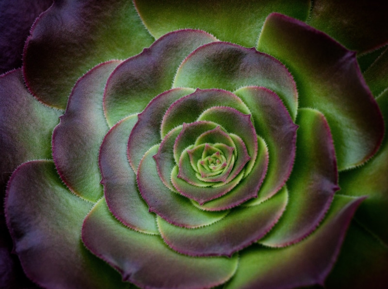 softness, Asia, flowering plant, full frame, 5K, rose, fujiyoshida, flora, Plant, close-up, rose - flower, houseleek, flower, Aero, FloweringPlants, Macro