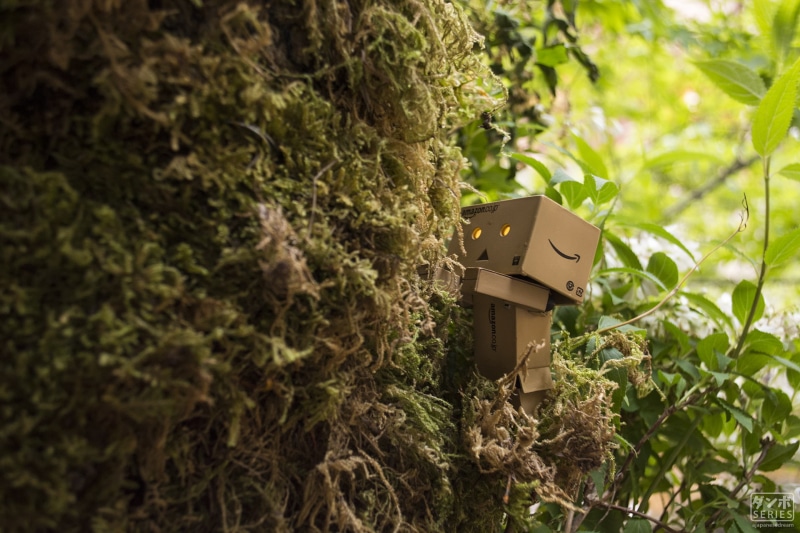 night, Tokyo, Danbo, Amazon, 1080P, Japan, Osaka, Japanese Garden, anime, Japanese, nature, relaxing