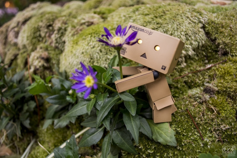 flower, high angle view, Japanese Garden, night, flower head, Amazon, relaxing, Danbo, Japanese, day, no people, selective focus, freshness, purple, bouquet