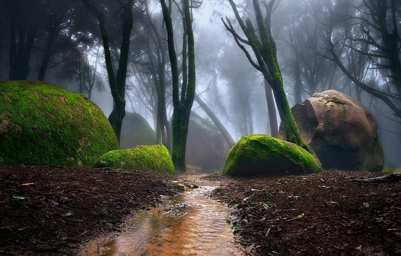 tree, forest, rock, trees, moss, path, no people, stream, 480P, fragment, land, creeks, non-urban scene, stone, flowing water, day, flowing, green color