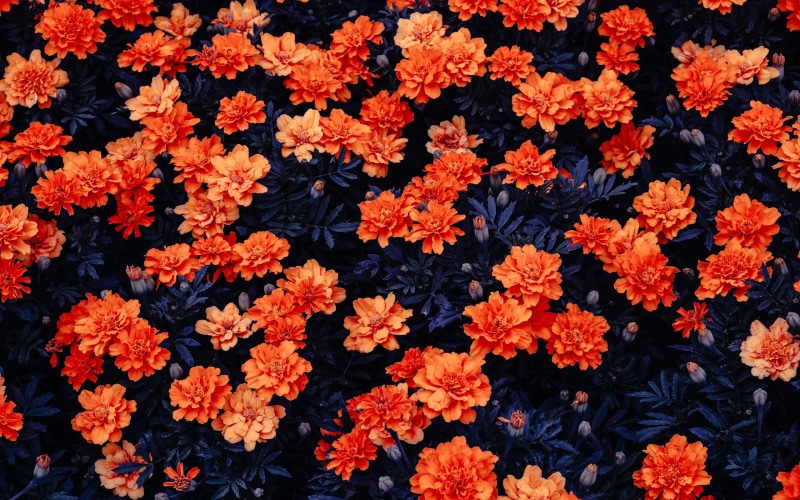 Stock, 2K, Flower garden, Kali Linux, Orange flowers, HD