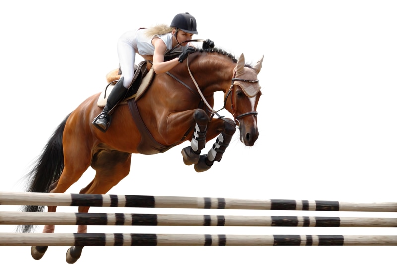white background, riding, show jumping, animal themes, jockey, sport, pets, livestock, mammal, activity, animal wildlife, herbivorous, vertebrate, horse